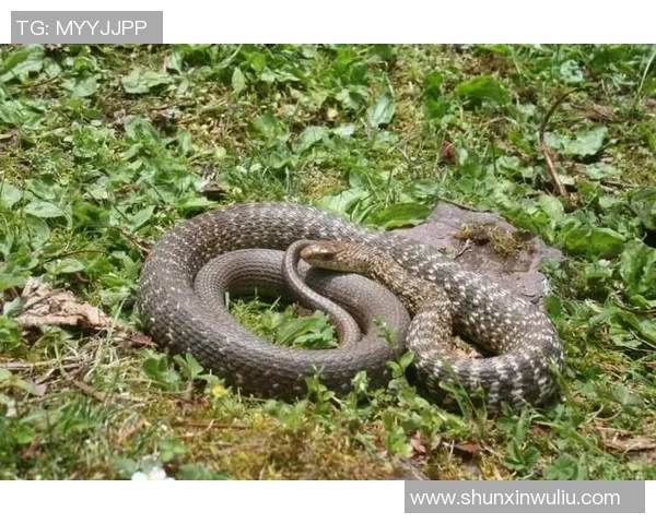 神秘黑曼巴蛇的魅力与危险性探秘，揭开其生存习性与栖息环境的真相