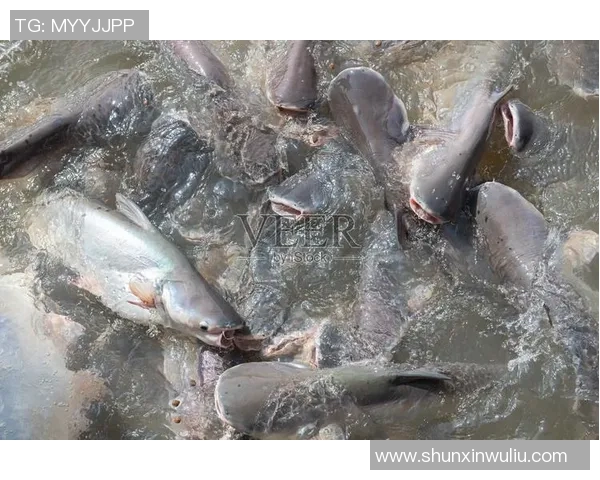 芹苴鲶鱼与河内水牛的美味对决探秘越南传统美食文化